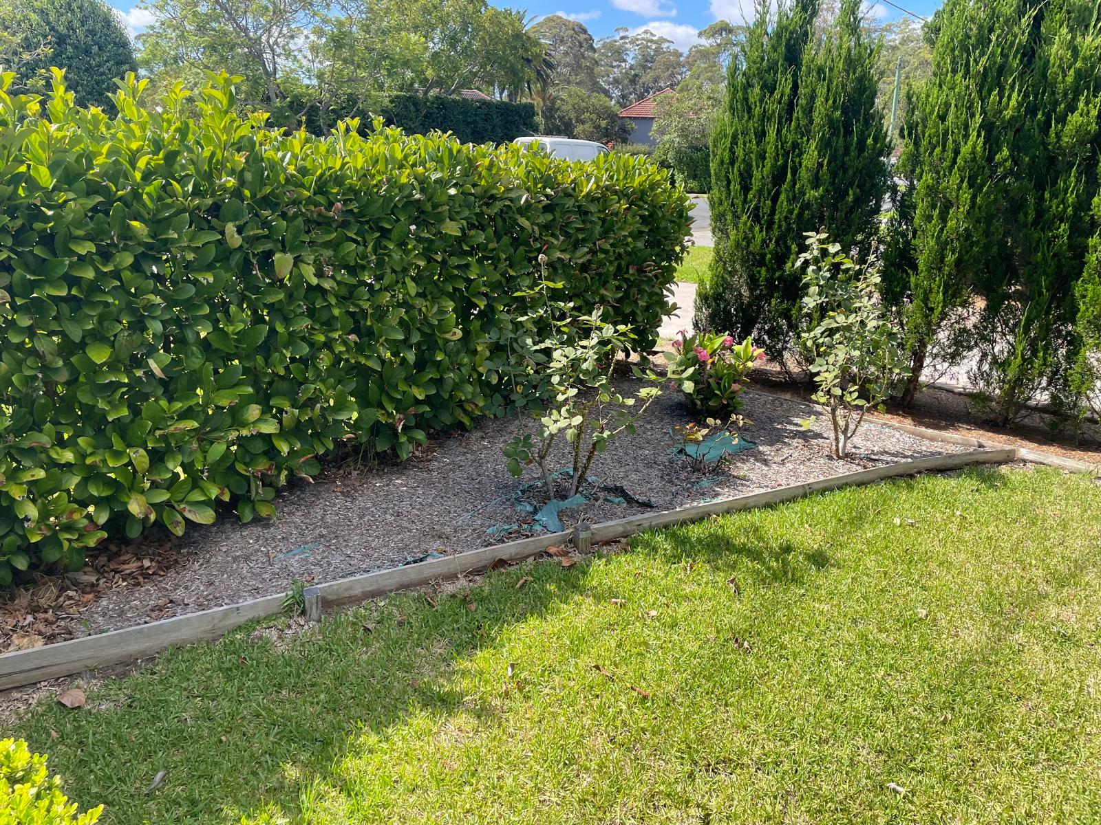 Unmulched garden bed3